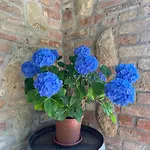 Il Gonzeto,